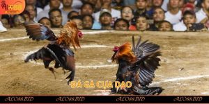 Đá Gà Alo88 – Trải Nghiệm Đỉnh Cao Của Cá Cược Trực Tuyến