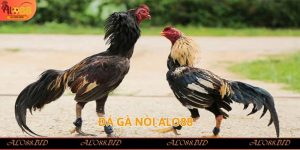Đá Gà Alo88 – Trải Nghiệm Đỉnh Cao Của Cá Cược Trực Tuyến