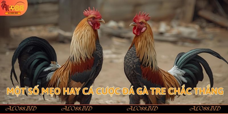 Đá Gà Tre Alo88 – Sảnh Cược Đẳng Cấp Với Tỷ Lệ Thưởng Cao Đá Gà Tre Alo88 – Sảnh Cược Đẳng Cấp Với Tỷ Lệ Thưởng Cao