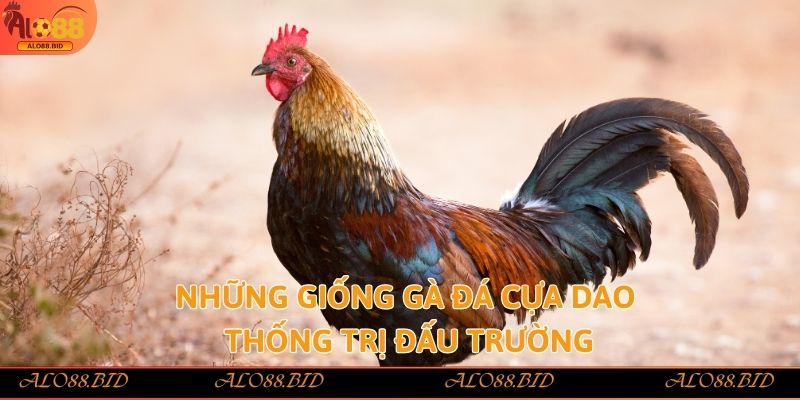 Đá Gà Cựa Dao – Kịch Tính, Mãn Nhãn Từng Nhát Cựa Tại Alo88