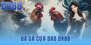 Blog Game DR88 | Chiến Thuật Cược Từ Isle of Man