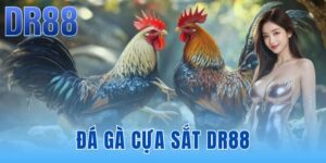 Blog Game DR88 | Chiến Thuật Cược Từ Isle of Man