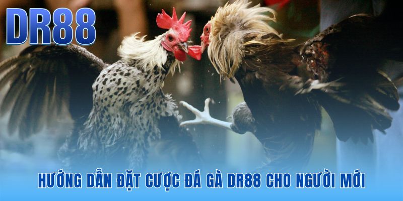 Đá Gà DR88 - Link Xem Trực Tiếp Full HD Không Lag