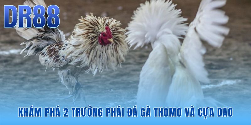 Đá Gà DR88 - Link Xem Trực Tiếp Full HD Không Lag