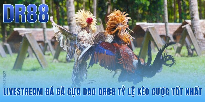 Đá Gà Cựa Dao DR88 - Sảnh Thomo FHD Nạp Rút 60s