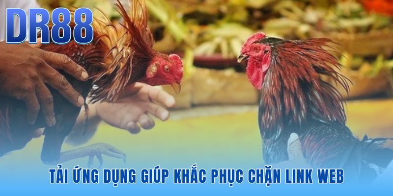 Đá Gà Cựa Sắt DR88 | Xem Live Thomo Full HD Tốc Độ 0s