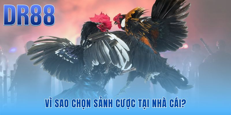 Đá Gà Cựa Sắt DR88 | Xem Live Thomo Full HD Tốc Độ 0s